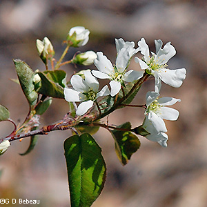 Flower cluster