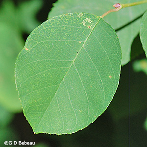 leaf