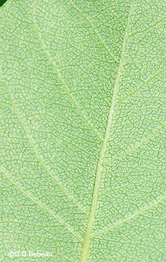 leaf underside