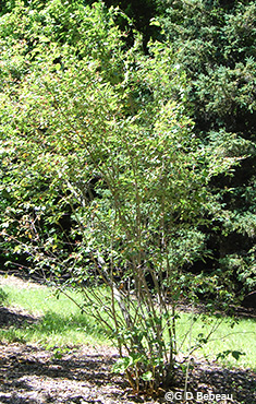 shrub