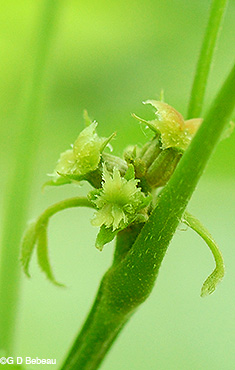 Female flowers