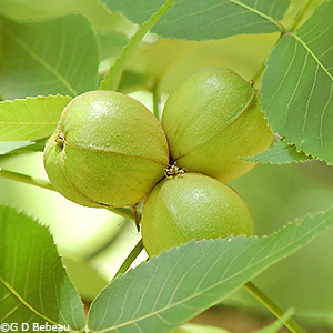 green nuts