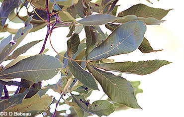 Shagbark Hickory leaf