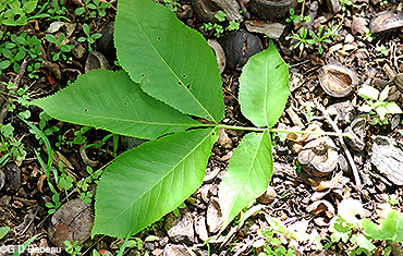 leaf