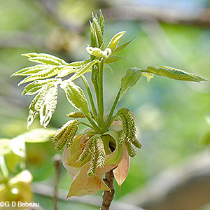 twig with male flowers