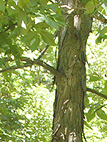 Shagbark Hickory