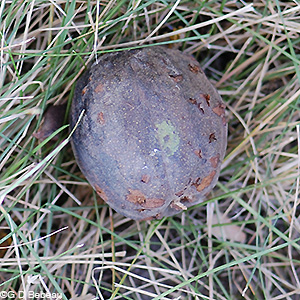 Shagbark Hickory nut