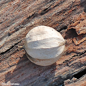 Shagbark Hickory nut