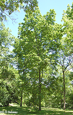Shagbark Hickory Tree