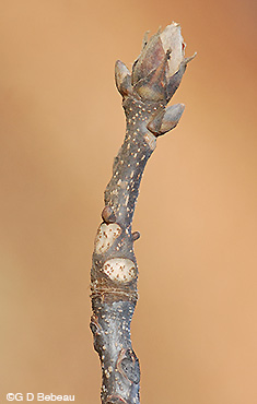 Shagbark hickory twig