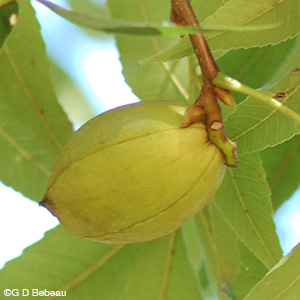 Shagbark Hickory