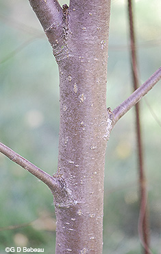 Young bark