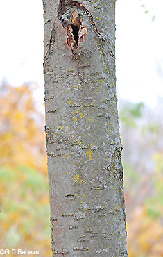 old bark