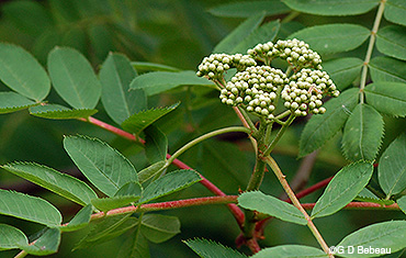 Flower buds and leaf