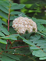 Showy Mountain Ash flowers