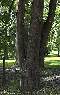 tree trunk
