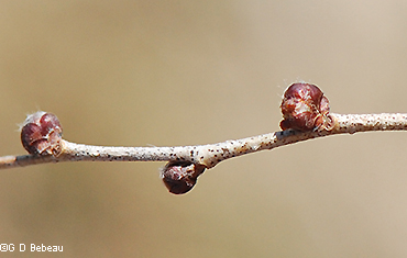 Flower buds