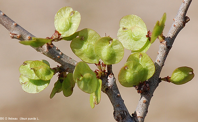 Green samaras
