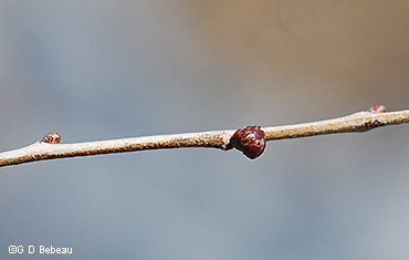 flower and leaf buds