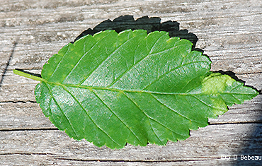 Leaf top side