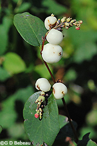Snowberry