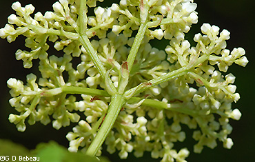 umbel underside