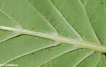 Leaf underside