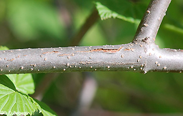 stems