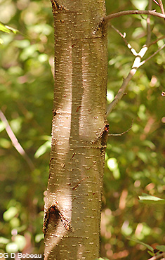 Speckled Alder Bark