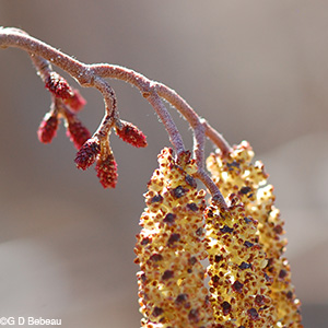 Speckled Alder male and female catkins