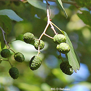 Speckled Alder green cones