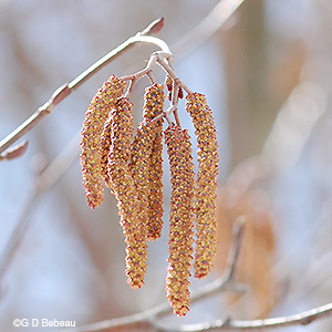 Speckled Alder male catkins