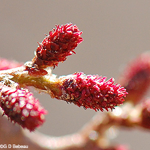 Speckled Alder female flowers