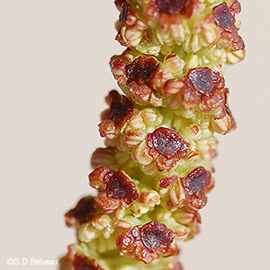 Speckled Alder male flowers