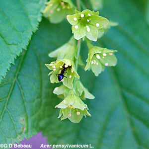 Striped Maple Flower