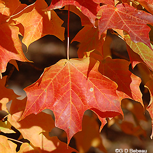 Sugar Maple Fall leaf