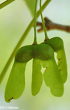 Sugar Maple green samara
