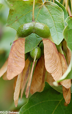 Sugar Maple brown samara