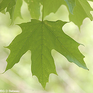 Sugar Maple green leaf