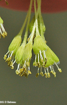 Sugar Maple Male flowers