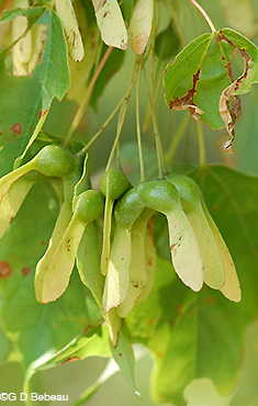 Sugar Maple yellow samara