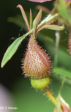 flower bud