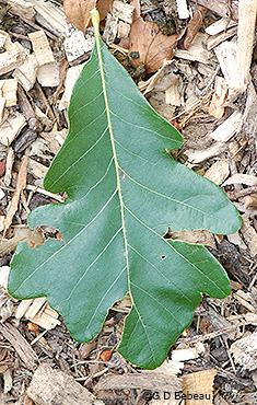 Swamp White Oak leaf