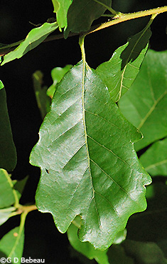 Swamp White Oak leaf