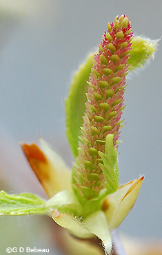 Female Catkin