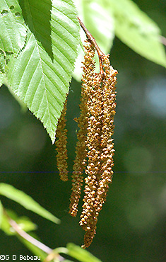 Male catkin