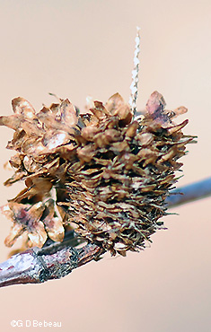 seed cone breaking