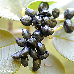 black fruit