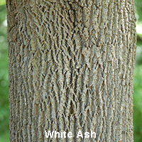 White Ash bark