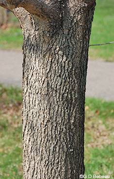 White ash bark